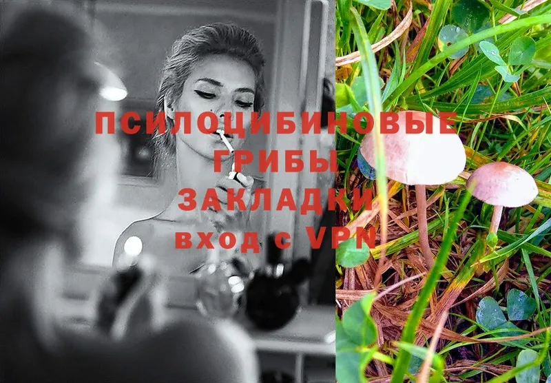 купить наркотик  Великие Луки  Псилоцибиновые грибы Psilocybe 